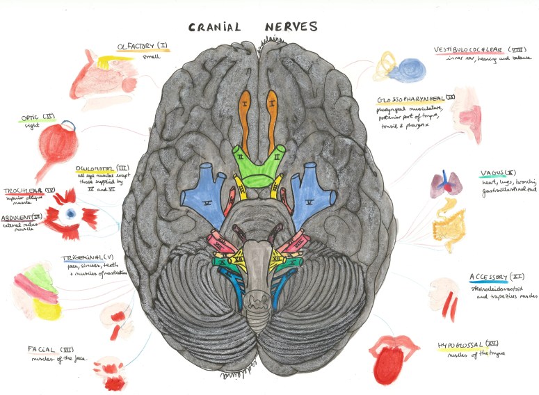 cranial nerves.jpg
